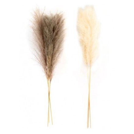 Neutral Tone Pampas Stems